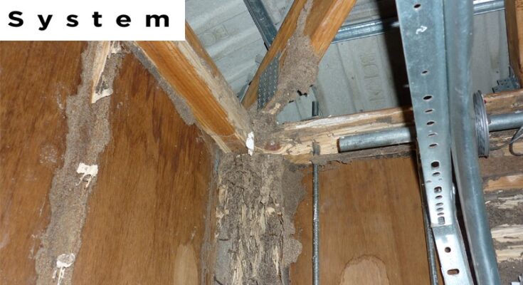 How Much Does Termite Treatment Cost In Melbourne
