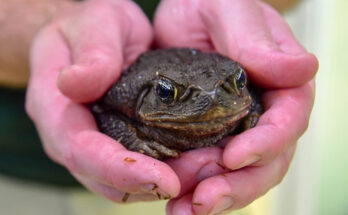Keeping Cane Toads Out of Your Yard