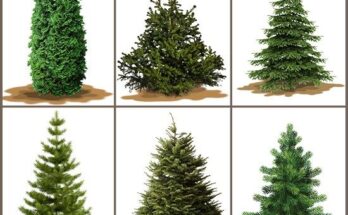 Which tree smells the best for Christmas