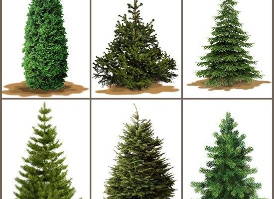 Which tree smells the best for Christmas