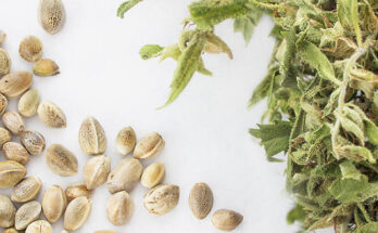 Different Types of Cannabis Seeds