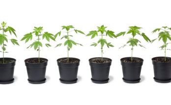 What You Need to Know About CBD Plant Growth